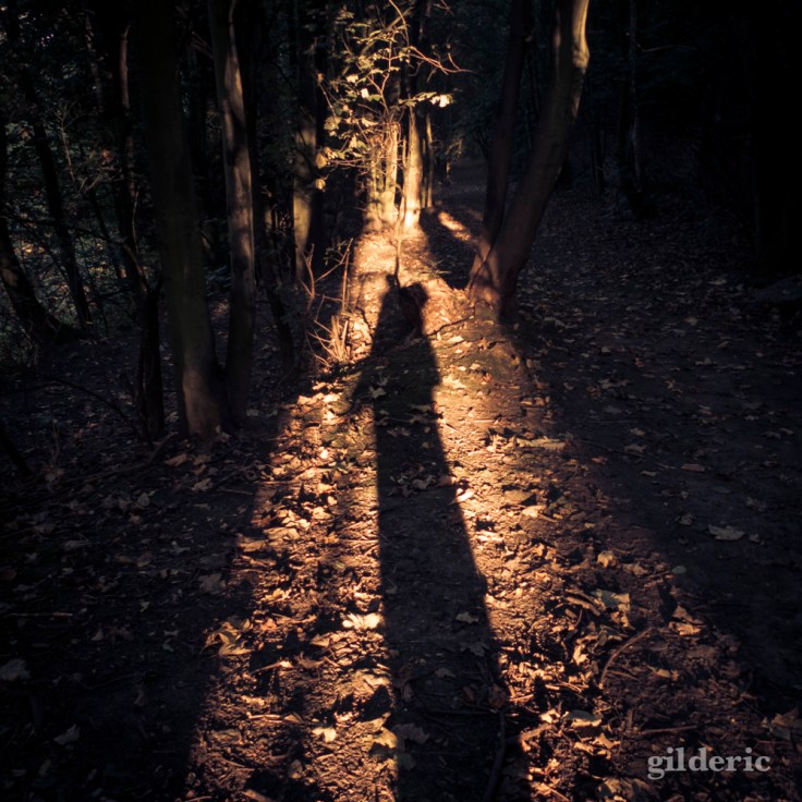 L'ombre - Bois des Oblats - Photo : Gilderic