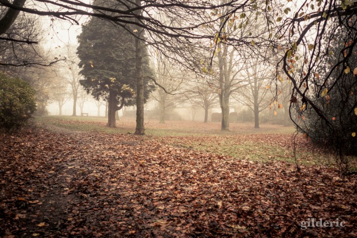 Autumn Fantasy : brume parmi les arbres - Photo : Gilderic