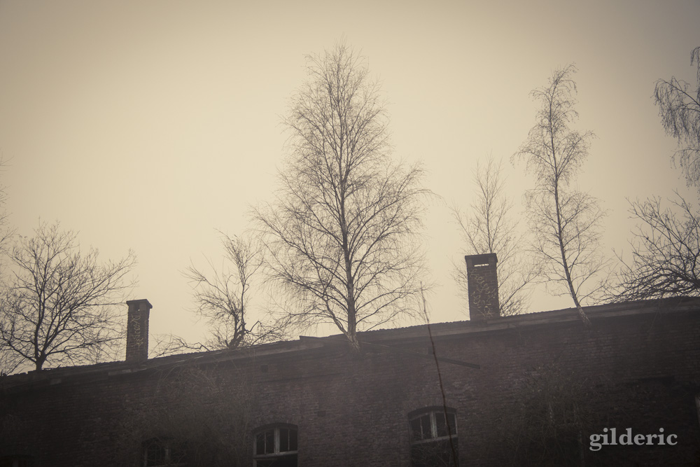 Fort de la chartreuse, Liège, dans la brume - Photo : Gilderic Des arbres sur le toit