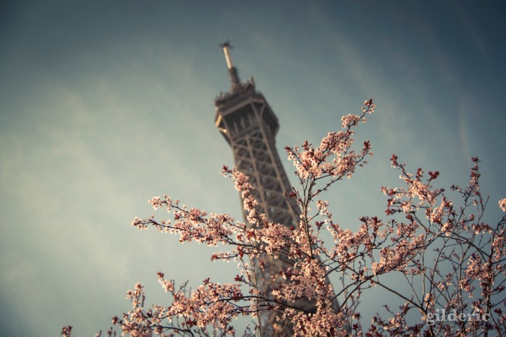 Printemps à Paris : Tour EIffel et arbre en fleurs