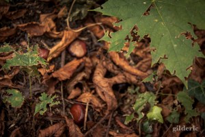 Autumn Fantasy : la petite fille et les marrons