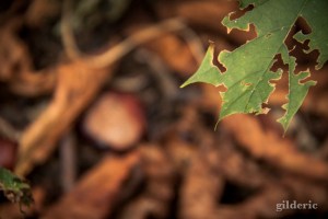 Autumn Fantasy : la petite fille et les marrons