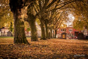 Lumière d'automne - Domaine de la Chartreuse (Liège) - Photo : Gilderic
