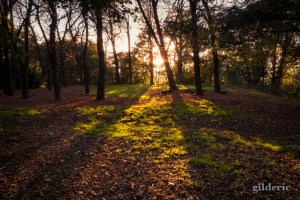 Lumière d'automne - Domaine de la Chartreuse (Liège) - Photo : Gilderic