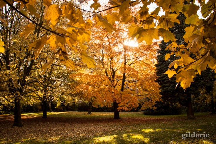 Lumière d'automne - Domaine de la Chartreuse (Liège) - Photo : Gilderic