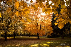 Lumière d'automne - Domaine de la Chartreuse (Liège) - Photo : Gilderic