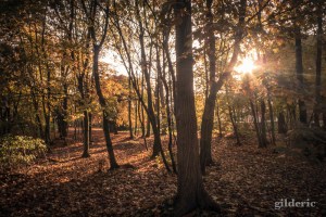 Domaine de la Chartreuse (en automne) -Photo : Gilderic