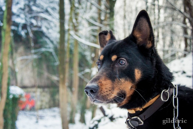 Photographier la neige (le chien) - Photo : Gilderic