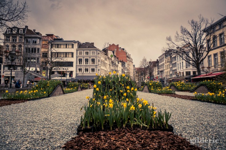 Parterre de fleurs à Liège - photo : Gilderic