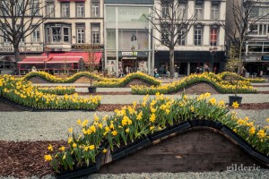Parterre de fleurs à Liège - photo : Gilderic