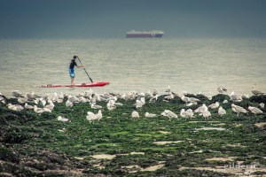 Le spectacle des mouettes (Blankenberge)