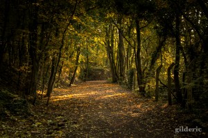 Balade en automne (La Chartreuse, Liège) - Photo : Gilderic
