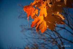 Balade en automne (La Chartreuse, Liège) - Photo : Gilderic
