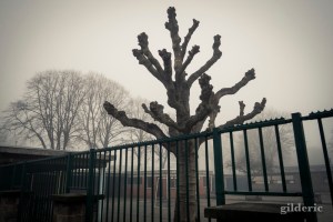 Brumeuse Chartreuse (Liège, Belgique)