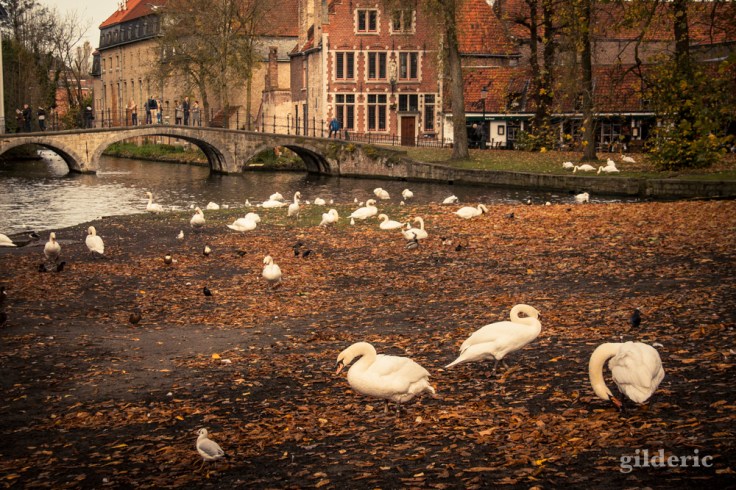 Les cygnes de Bruges en automne
