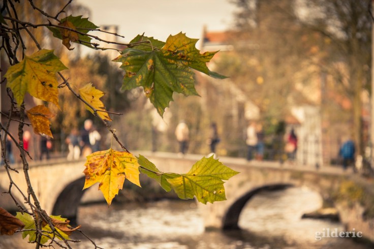 Les canaux de Bruges en automne
