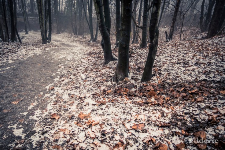 Neige et brouillard (parc de la Chartreuse, Liège)