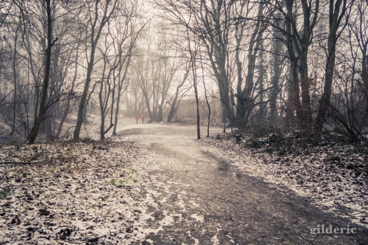 Neige et brouillard (parc de la Chartreuse, Liège)