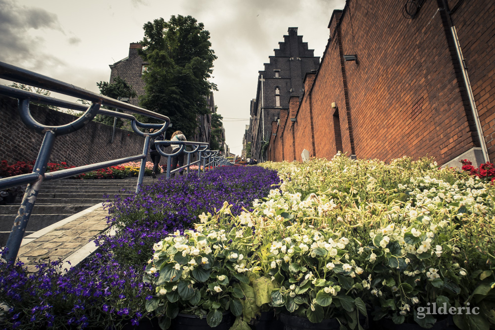 La Montagne de Bueren en fleurs (Liège)
