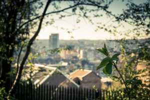 Ombres et lumières, végétal et ruines à la Chartreuse