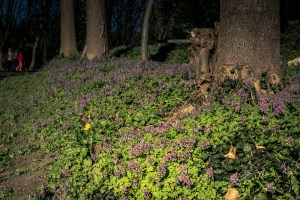 Printemps à la Chartreuse