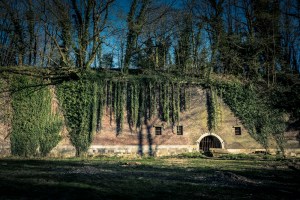Ombres et lumières, végétal et ruines à la Chartreuse