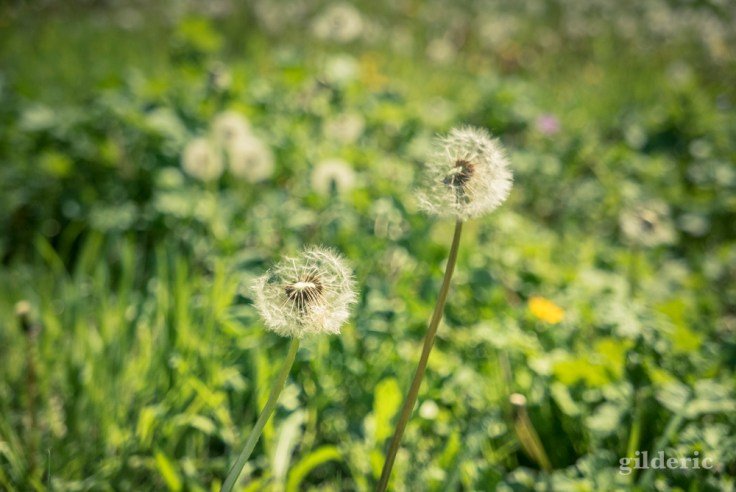 Mise au vert parmi les fleurs