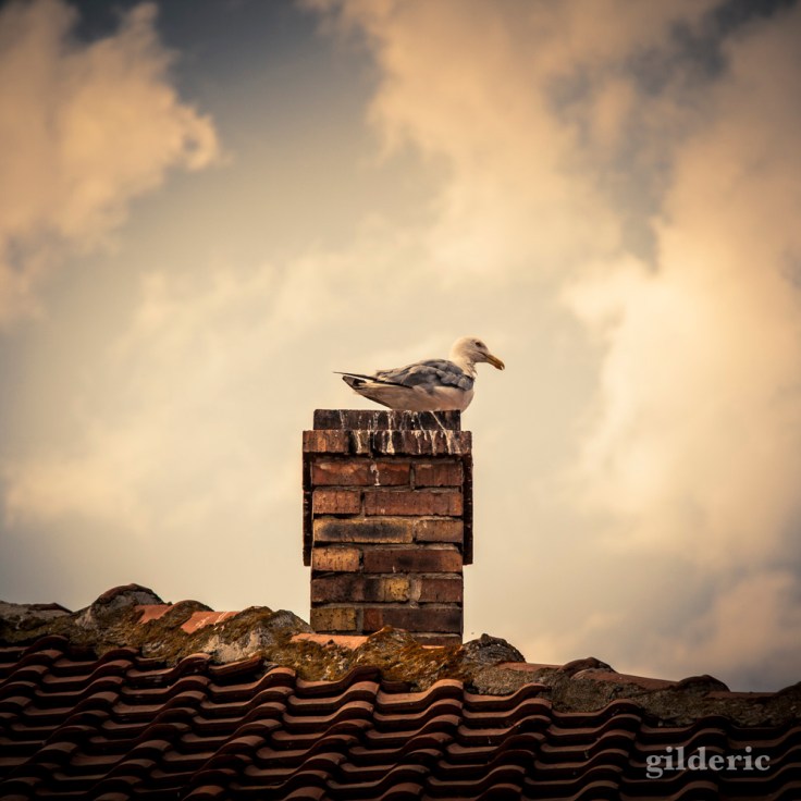 Cigogne sur une cheminée