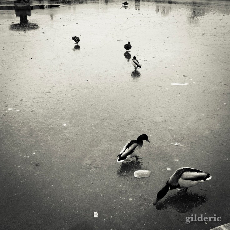 Canards dans le Jardin des Tuileries