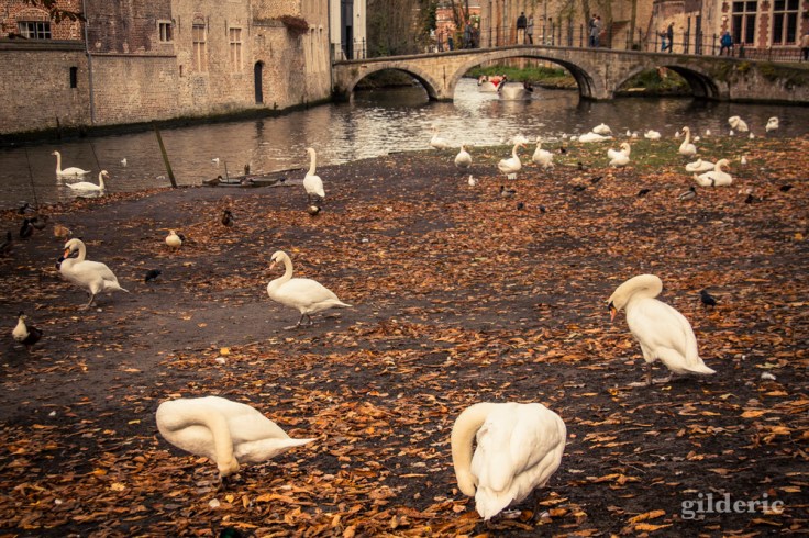 Les Cygnes de Bruges