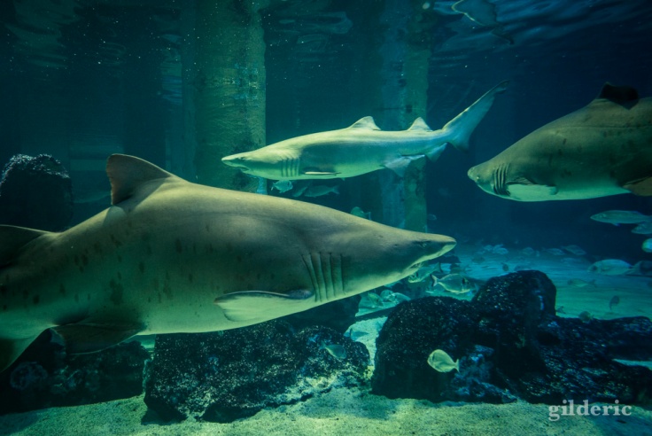 Le bassin aux requins de l'Aquarium de Cattolica (Rimini)