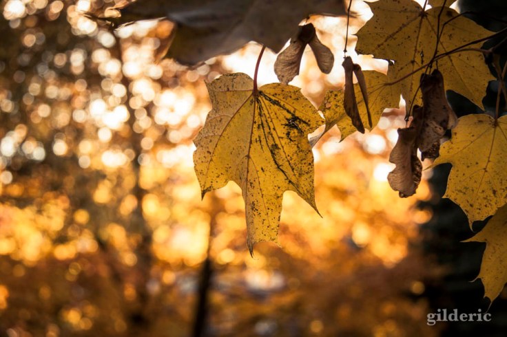 Automne en jaune (Parc de la Chartreuse, Grivegnée)