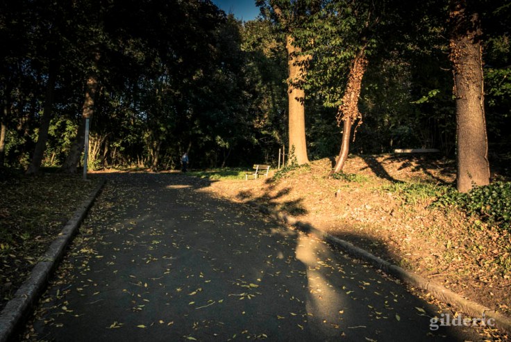 Ombres et lumière dans le bois de la Chartreuse, Liège