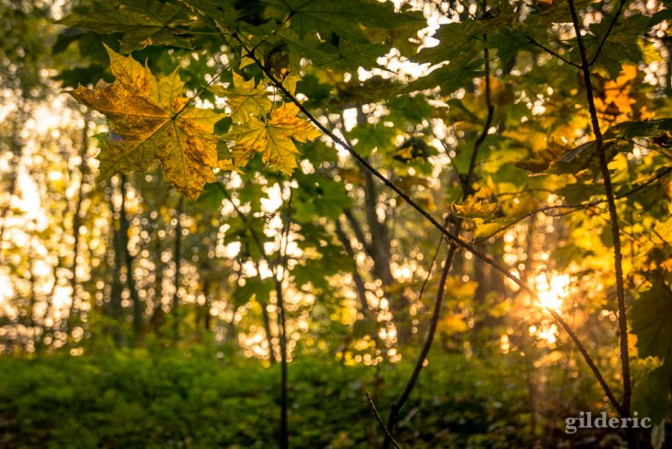 Feuilles et lumières dorées (été indien à La Chartreuse, Liège)