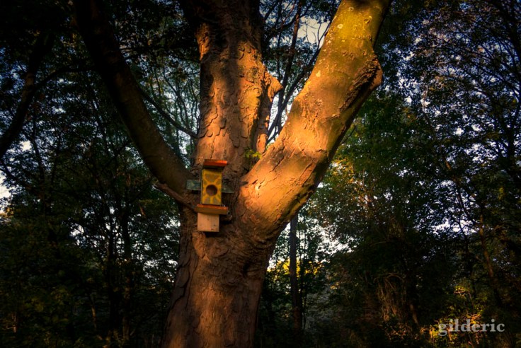 L'arbre au nichoir (La Chartreuse, Belgique)