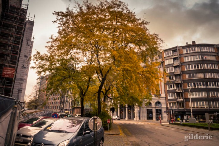 Photographier les arbres en ville en automne