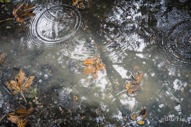 Pluie et flaque d'eau en automne (La Chartreuse, Liège)