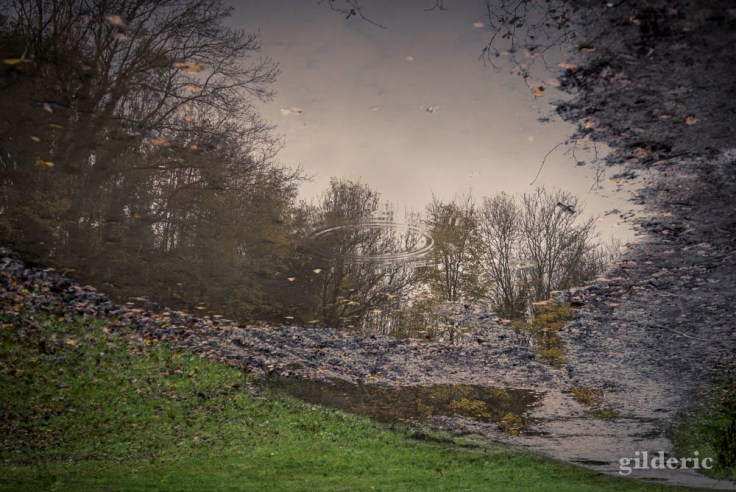 Pluie et flaque d'eau en automne (La Chartreuse, Liège)