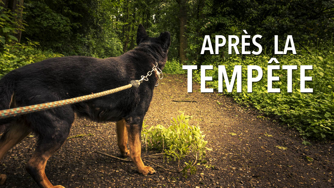 Après la tempête (dans les bois de la Chartreuse)