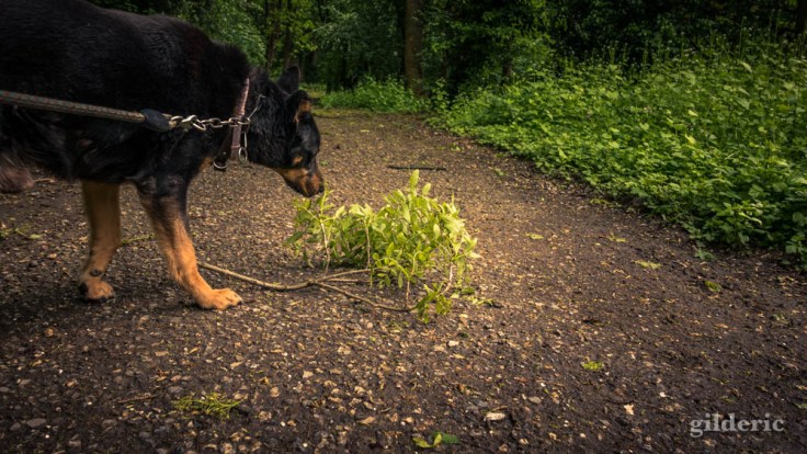 Le chien et les dégâts de la tempête dans le bois de la Chartreuse (Liège)