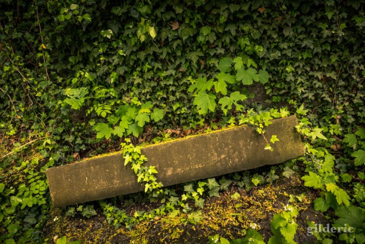 Lierre et vieilles pierres (de la Chartreuse)