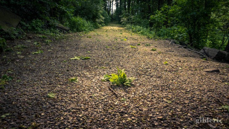 Dégâts de la tempête, la Chartreuse, Liège