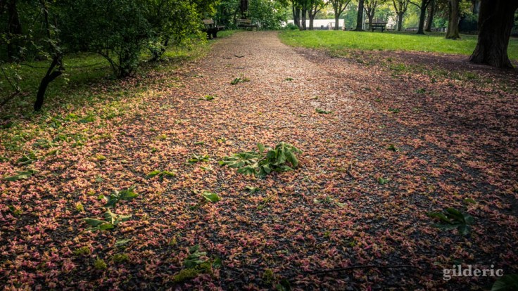 Fleurs et feuilles tombées après la tempête (La Chartreuse, Liège)