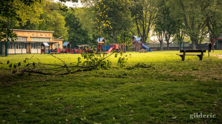 Arbre tombé à la plaine de jeux (Péville, Liège)