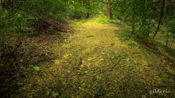 Du jaune et du vert, sur le sentier de la Chartreuse