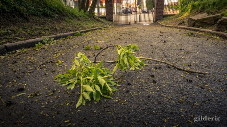 Branche cassée (après la tempête) -La Chartreuse, Liège