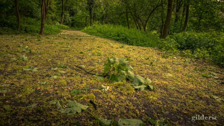 Des feuilles et des fleurs jaunes sur le sentier (de la Chartreuse)