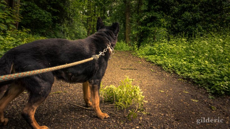 Le chien et les dégâts de la tempête dans le bois de la Chartreuse (Liège)