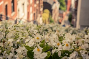 Bueren en fleurs 2018 (à Liège, Belgique)