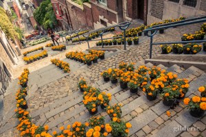 Bueren en fleurs 2018 (à Liège, Belgique)